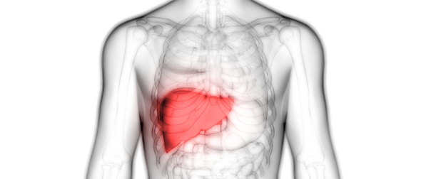 人体における肝臓の位置