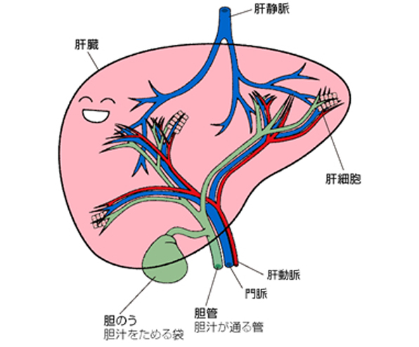 肝臓の構造をあらわしたイラスト